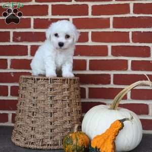 Buster, Bichon Frise Puppy